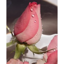 Olivarrier Wash All Barrier Relief Cleanser 18 Olivarrier Wash All Barrier Relief Cleanser -Glow Up Beauty Store GUEST 564e9813 7c73 45de 8dc6 1d8a368a90f2